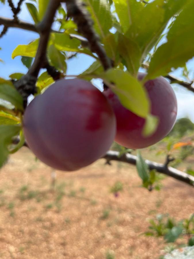 Masseria I Raffi B&B Monopoli Bagian luar foto